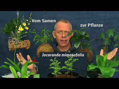 Video: Growing Jacaranda Trees: Wie man einen Jacaranda-Baum pflanzt und pflegt