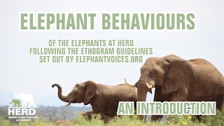 All About Elephant Behaviour! An Introduction