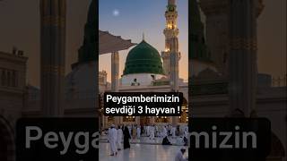 Peygamberimizin Sevdiği 3 Hayvan. Şerif