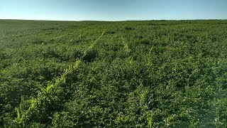 Zach Thode: Results of a Corn-Intercropped-with-Alfalfa Grazing Experiment