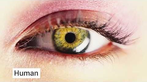 FICO Solutions: What FICO Cognitive Analytics is?