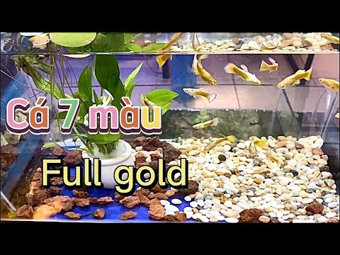 Video Full gold - cá bảy màu đẹp giá rẻ | Cherry Guppy - youtube