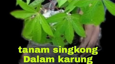 tanam singkong, 3  bulan panen,  untung berlipat lipat