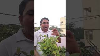 kidni stone ayurvedic nuksha #dbspl