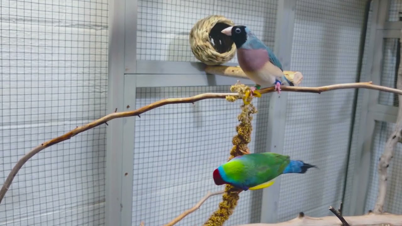 Virtual Bird Watch 04 - Gouldian Finches to relax the mind  ASMR