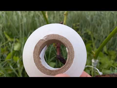 ვაზის მწვანე მყნობა / Grape green grafting / зеленая прививка Винограда