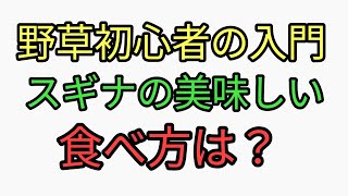 野草初心者のための野草入門。スギナの美味しい食べ方は？