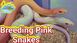 Breeding Pink Snakes, favorite cornsnake morphs.
