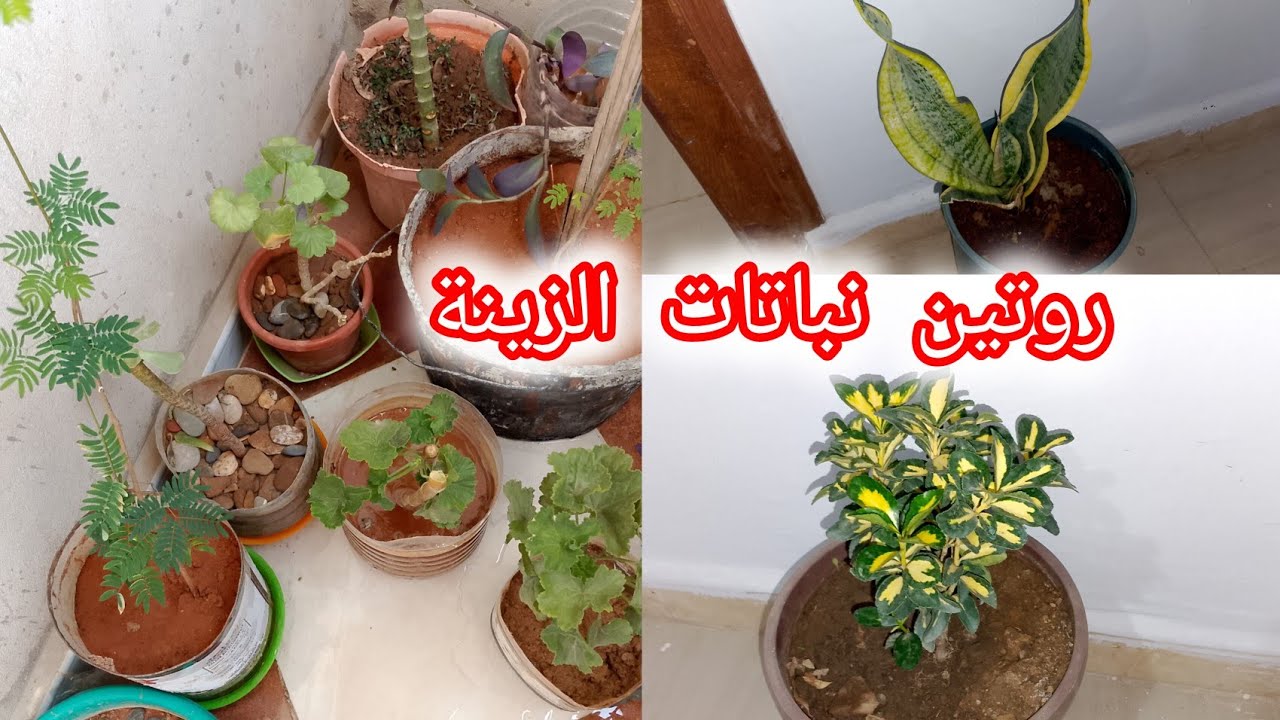 نباتات الزينة💐الاكثار من نبتة الجيرانيوم🪴اهم حيلة لنجاح نمو النبتة🌵مشترياتي من الورود🌺#MaYaroutines@