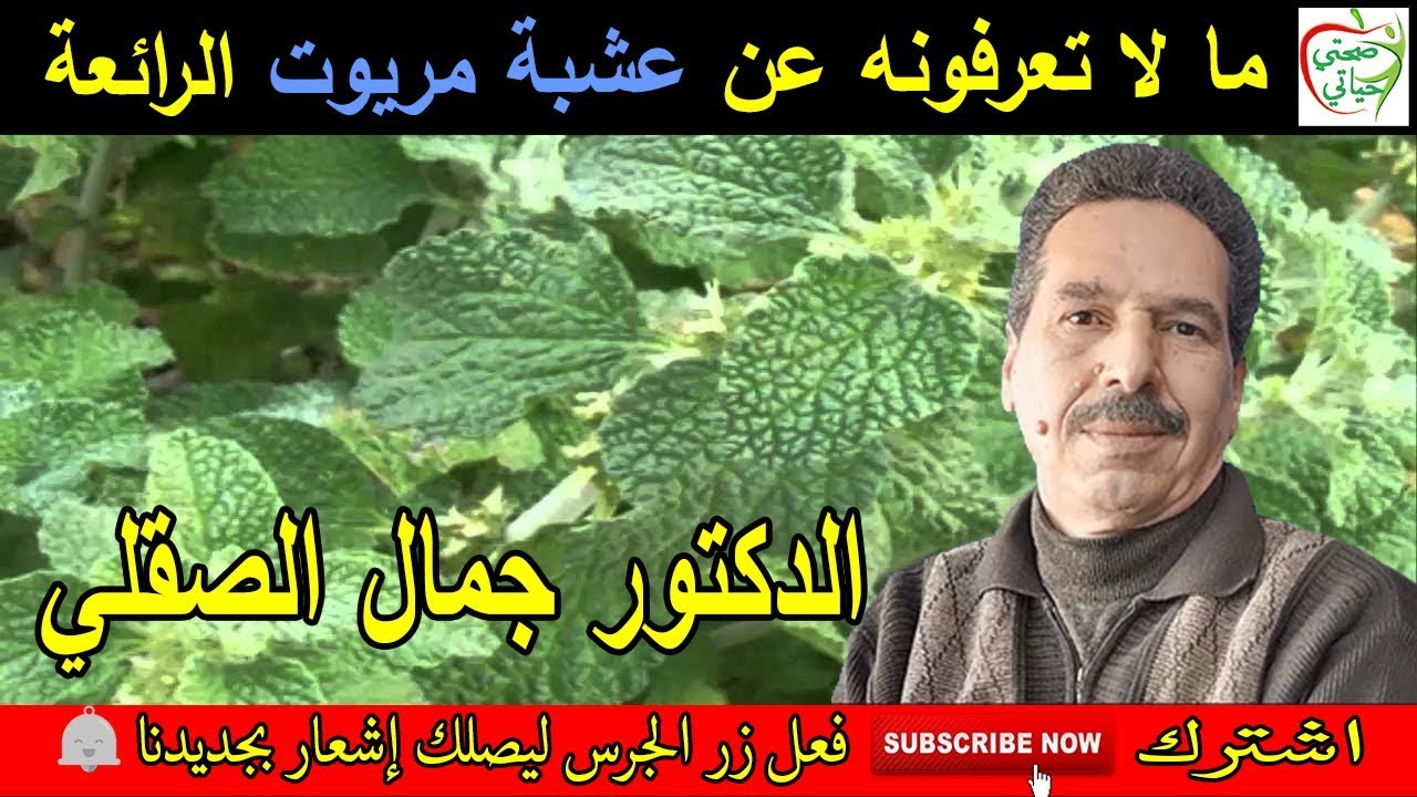فوائد عشبة مريوت: مقوية ومنشطة للكبد و القلب مع الدكتور جمال الصقلي