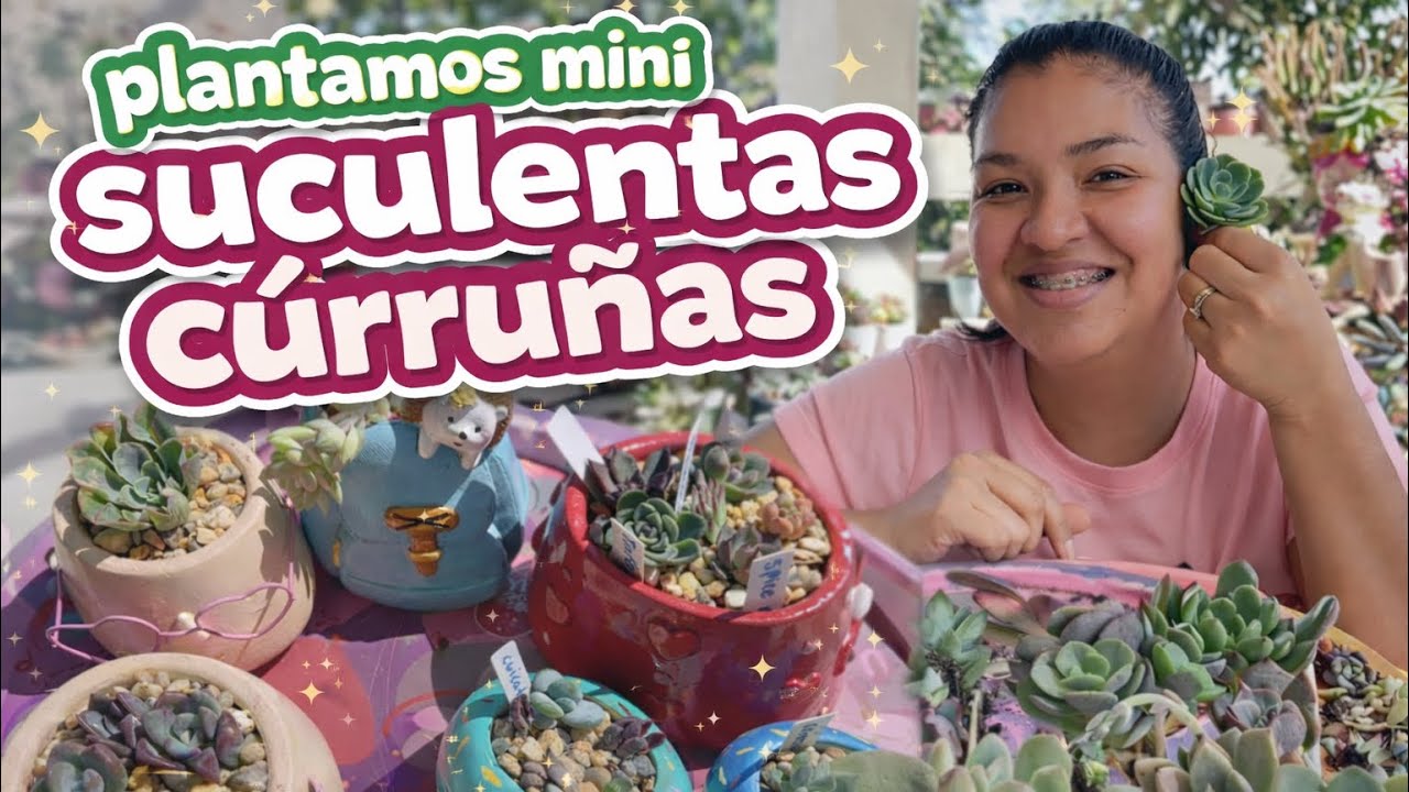 PLANTAMOS SUCUS MINI BEBÉS CURRUÑOS #suculentas #cactusplant #jardin #plants #vanessabaram 