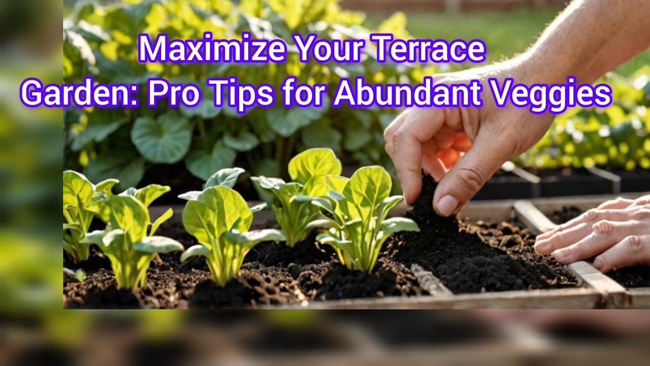 Maximize Your Terrace Garden: Pro Tips for Abundant Veggies