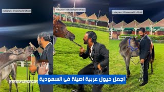 اجمل خيول عربية اصيلة فى السعودية | #٦٠شو_مع_الدكتور_حاتم_ستين