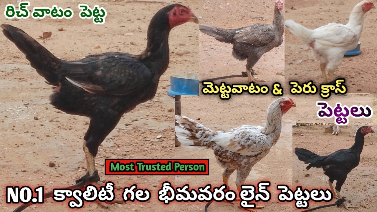 7 భీమవరం పెట్టలు అమ్మబడును||9640028754||Rich Vatam & Peru Cross Pettalu||Bhimavaram Line|