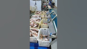 Fish weight sorting machine #seafoodprocessing #machine #fishfactory #fishprocessing #food