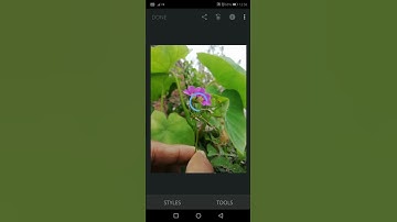 Snapseed editing tutorial
