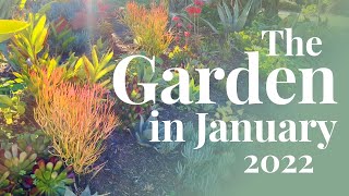 Drought Tolerant Garden Update: January 2022