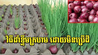 វិធីងាយៗ! ដាំខ្ទឹមក្រហមដោយមិនប្រើដី