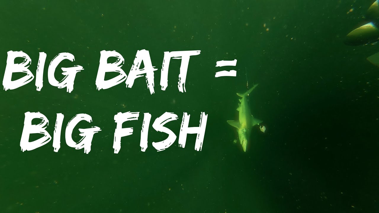 Команда Big Bait Crew на борту D Trulee Charters | Big Bait приносит крупную рыбу - Северное побе...