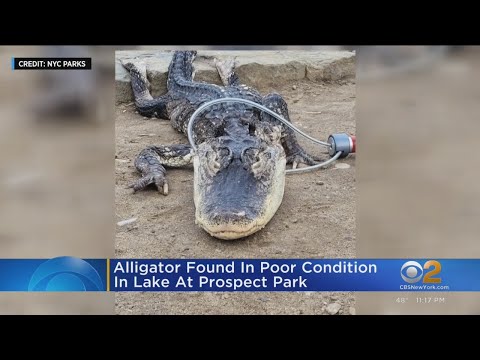 4-foot alligator found in poor condition in lake at Prospect Park