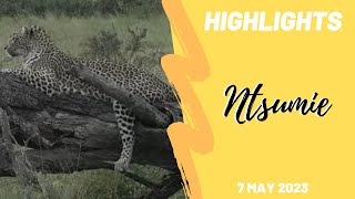 Highlights Ntsumie leopardess 7th May 2023