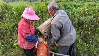 秋收的季节，80岁的奶奶还坚持上山劳作#Grandpa #Grandma #RuralLife  #Healing #slowlife  #ASMR #Family