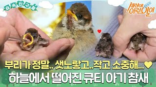 [#습속친구들] 새끼 참새 보신 적 있나요? 세상 작고 소중하고... 샛노란 부리가 매력♥ #순간포착세상에이런일이 #WhatonEarth #SBSstory