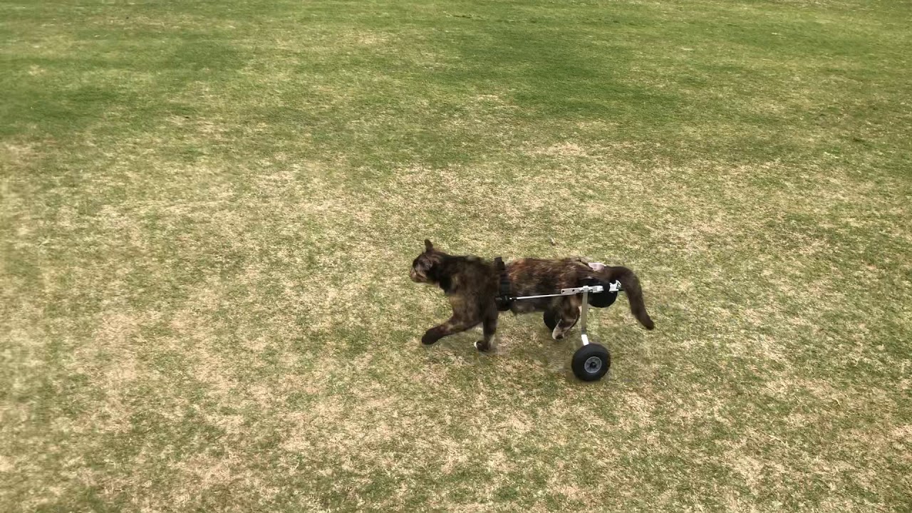 Paralyzed cat 