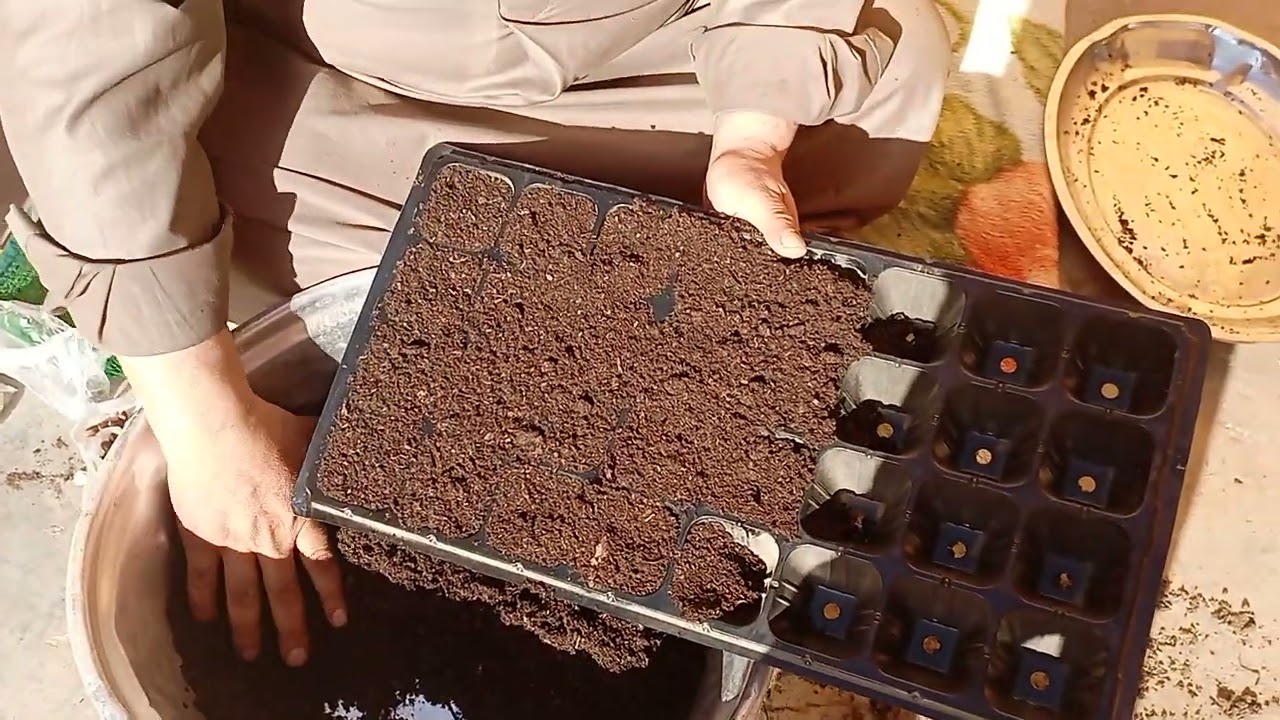 تجربة زراعة نوى التمر