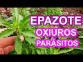 EPAZOTE o paico 🌿 3 usos medicinales seguros ✅ OXIUROS y cólicos