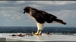Falcon Eats Bird Remains