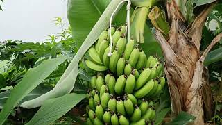 как растут бананы в теплице