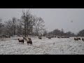 Ličke ovce u snijegu 10.01.2021.