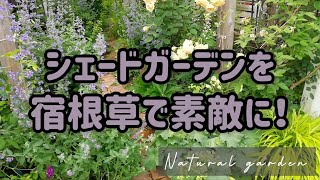 日陰の庭だから良く育つ！植えっぱなしでOKな宿根草【花とリーフで長く楽しめるシェードガーデン造り】