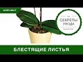 Чем Протирать Листья Орхидеи Для Блеска