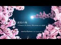 Original Koto Music【夜桜の舞~Dance of cherry blossoms at night~】