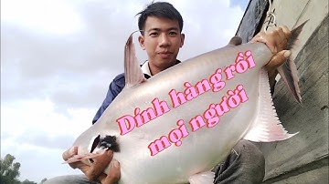 Câu cá Vồ Đém, Dồ Đém dính hàng quá phê.