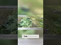 Revive Your Moringa Tree Planting Cuttings for Growth