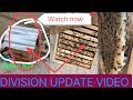 Division of beehive update kashmiri beekeeping kashmiribeekeeper