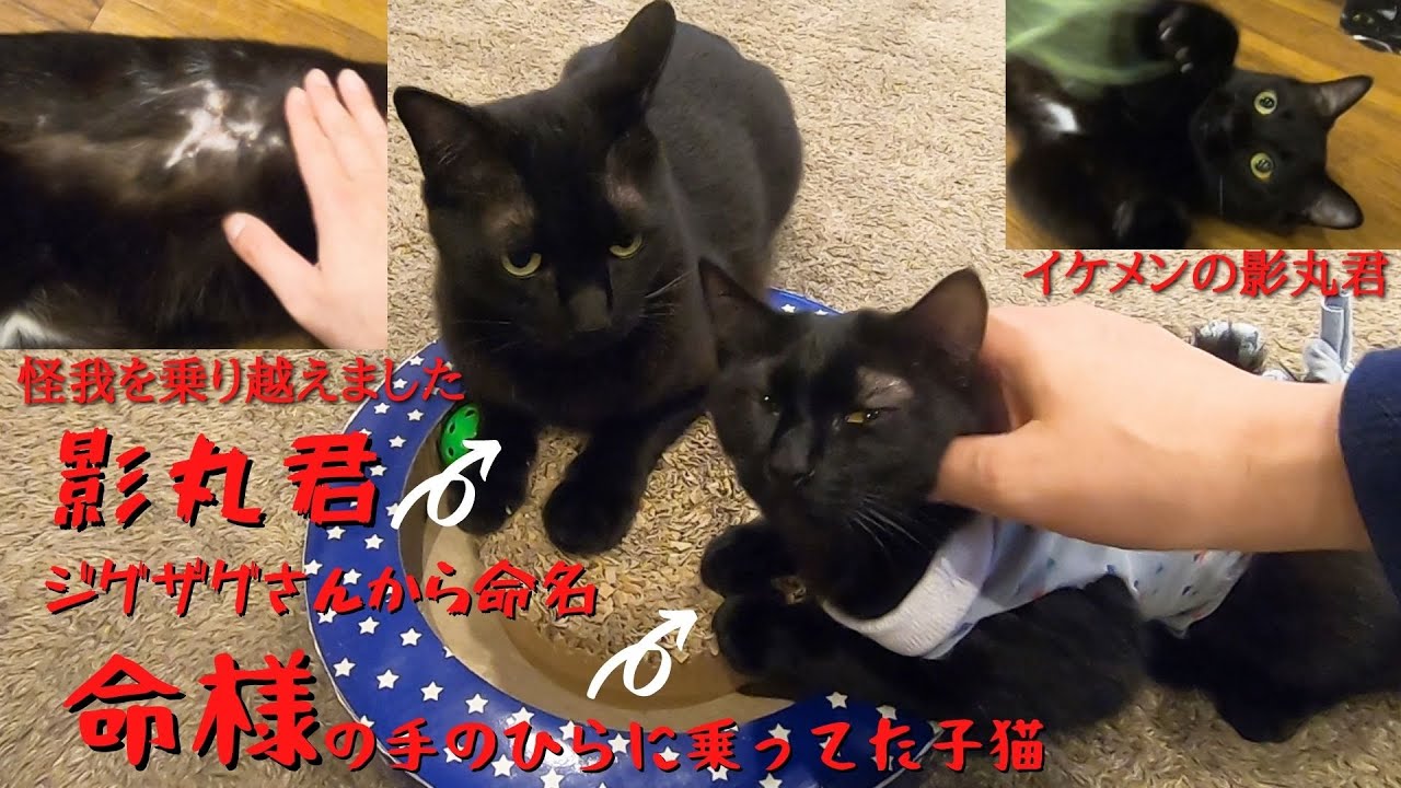 たまごさん専用☆ミニザクロちゃんと黒虫さんハラマルくんシマウサくんしましま猫さん ジグザグさんから命名の黒猫忍者影丸 大怪我を乗り越え元気です2