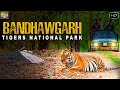 बांधवगड कें खुंखार शेरों कि कहानी  | Bandhawgarh National Park Tour