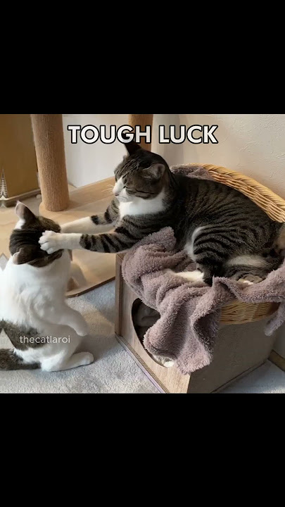 WHY YOU GOTTA BE SO RUUUDE  #cat #catcore #catmemes #rude #magic #catsofyoutube #cute #memes