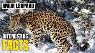 Amazing facts of Amur Leopard | Interesting Facts | The Beast World