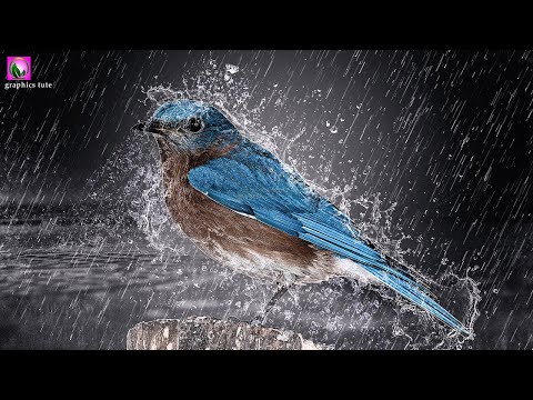 Water Splash Photoshop  - Water Splash Bird In Photoshop  - Transparent Water Splash Photo Effect 💗💗