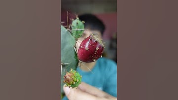 Ăn quả xương rồng #shorts