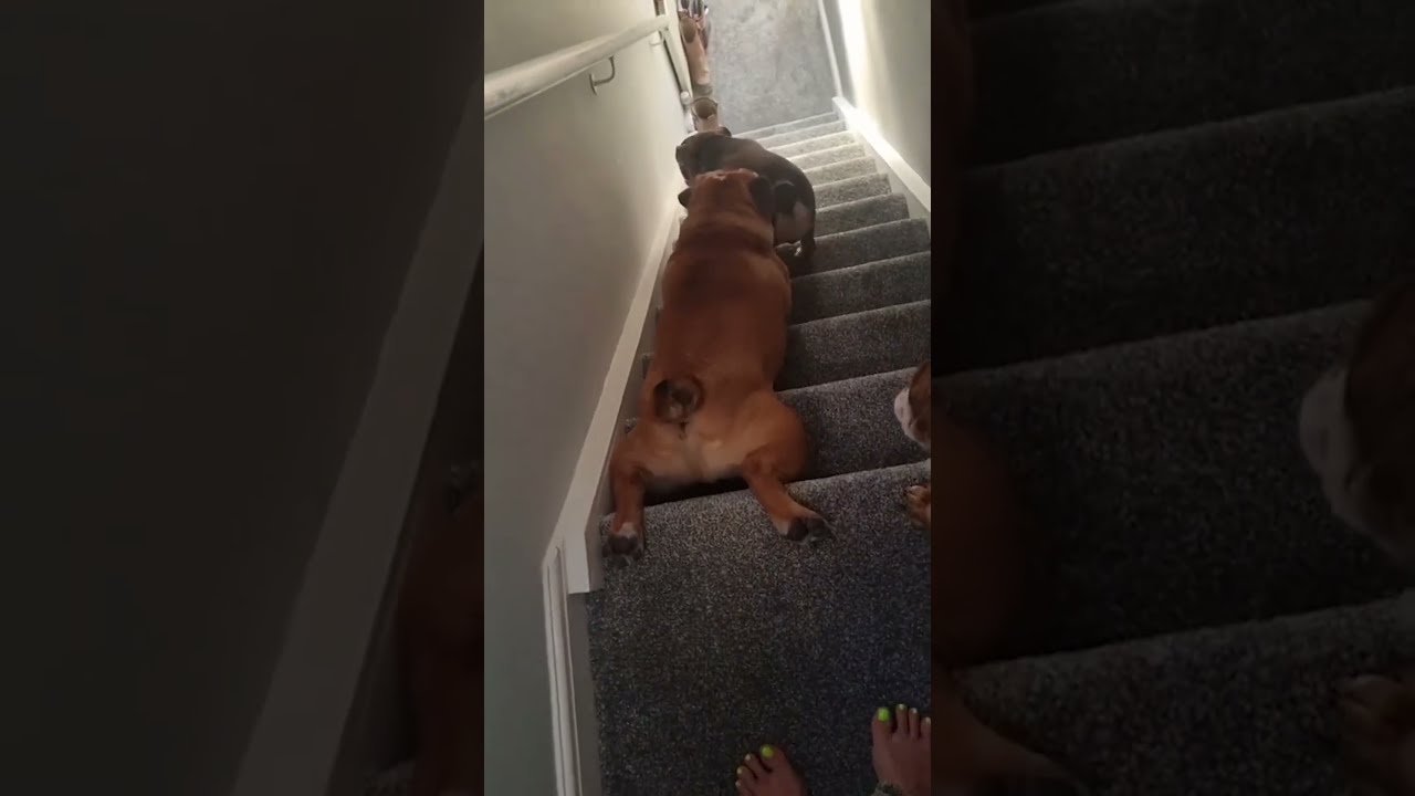 Funny Dog Surfs Down Stairs On Belly 