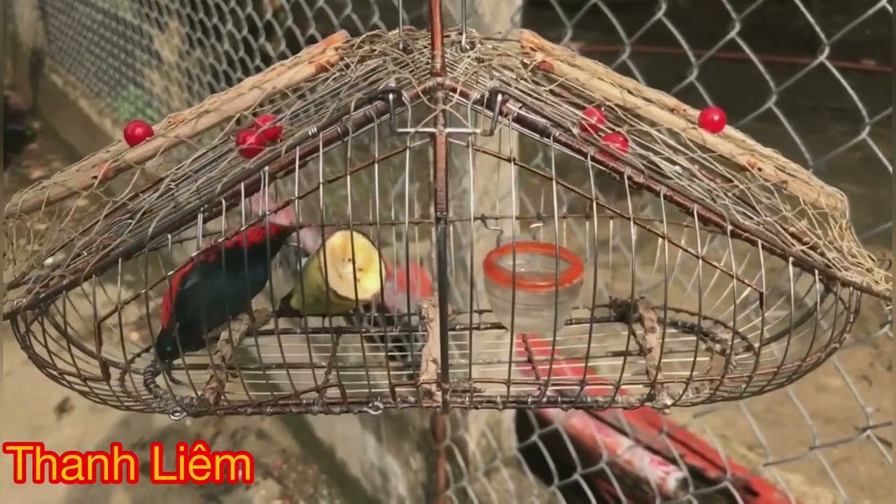 Tiếng chim ốc mít dùng để kích bổi