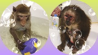 Bath evening ( Pet monkeys ) part 1
