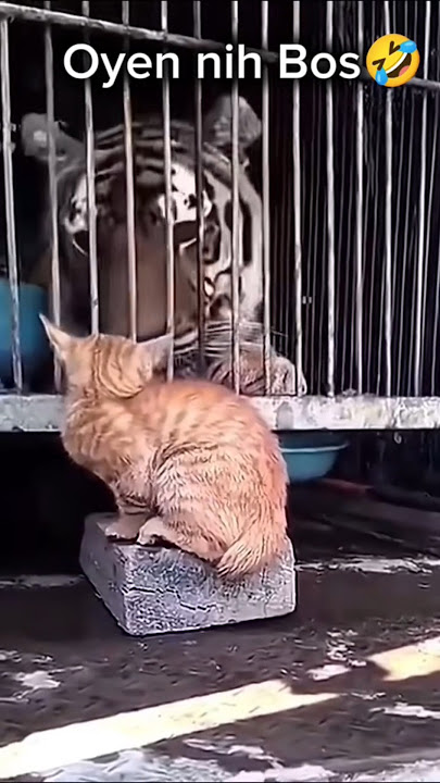 Kucing Lucu | Oyen nih Bos, Senggol dong🤣 #cat #imut #funny #comedy #shortsfeed #viralshort