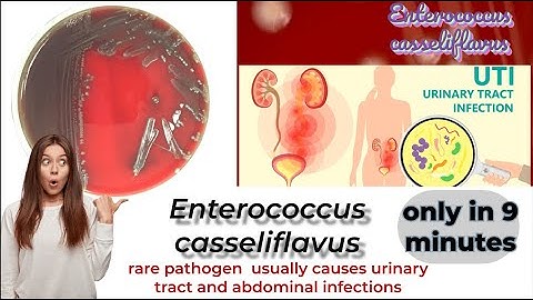 enterococcus microbiology lecture ||enterococcus casseliflavus ||Easy Microbiology